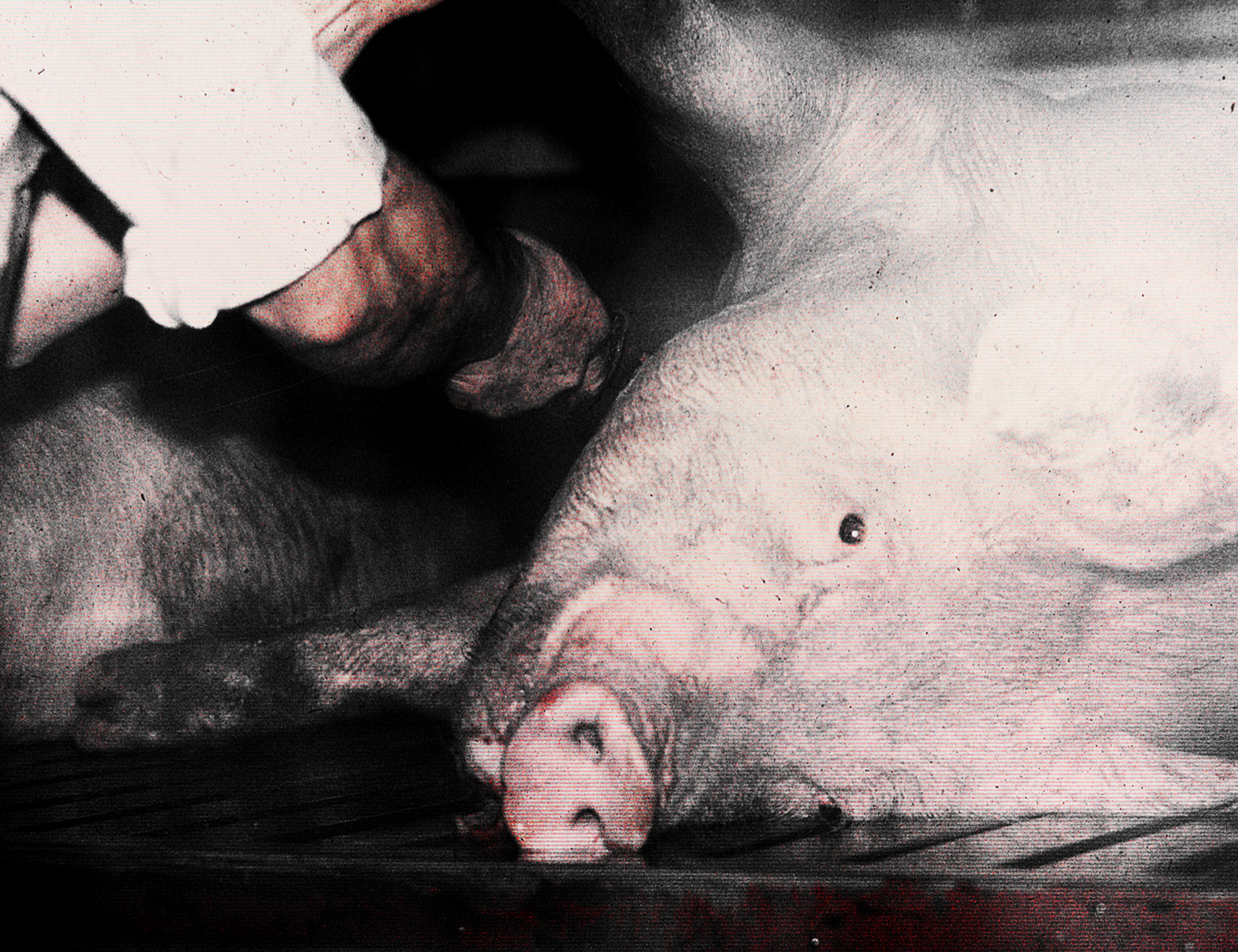 Photo abattoir 11